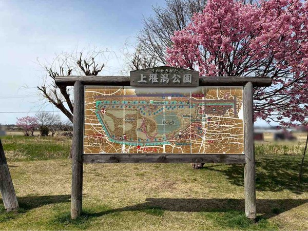 上堰潟桜まつり2026