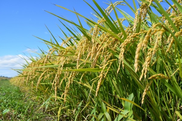 水稲新品種 新潟135号の名称候補の募集