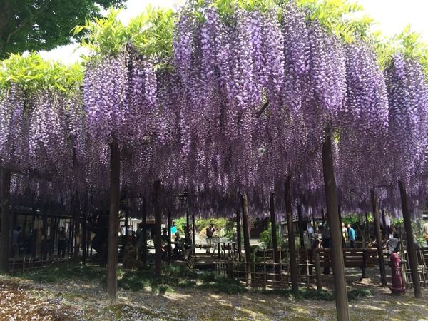 ふじ⑤