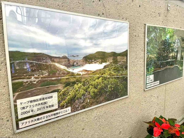 新潟県立植物園 クリスマス展