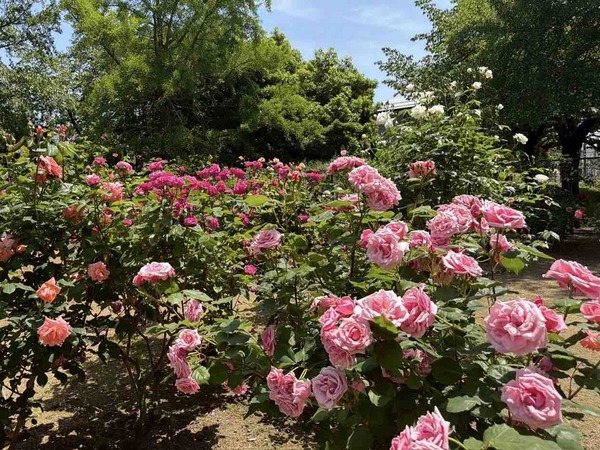 寺尾中央公園