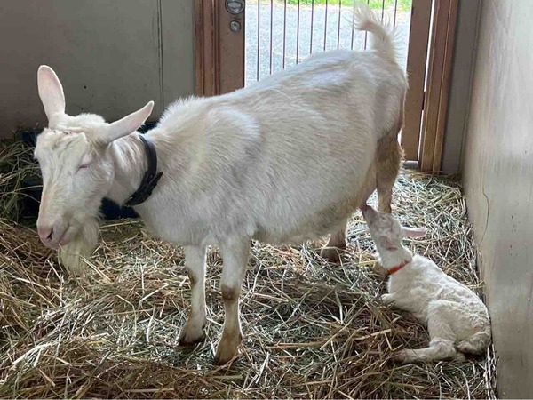 動物ふれあいセンター ヤギ 赤ちゃん