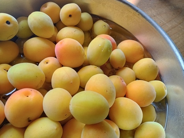 にいがた梅酒まつり