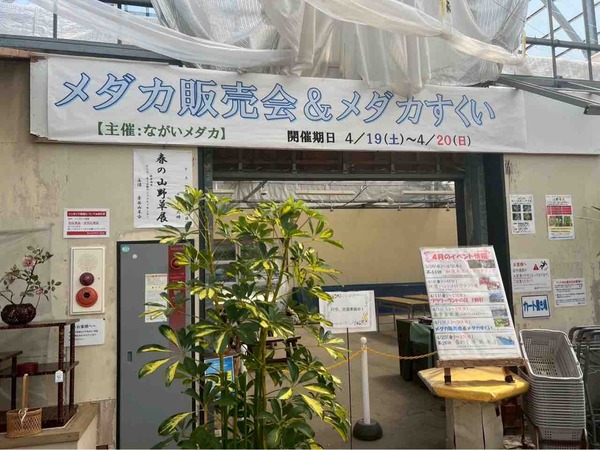 メダカ販売会&メダカすくい