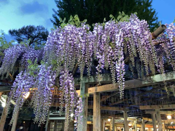北方文化博物館 大藤棚&八藤園ライトアップ2025