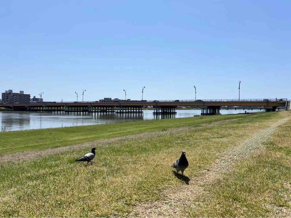 新潟市 イベント 7月