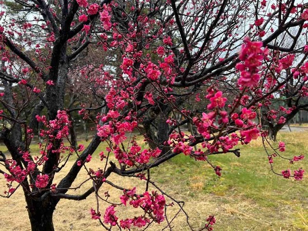 白山神社 梅の花