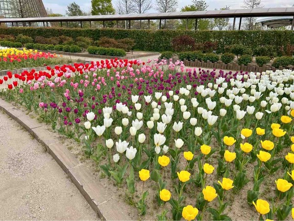 チューリップ菜の花フェスタ
