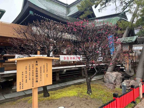 白山神社 梅の花