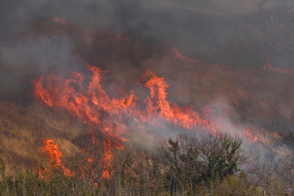 福島潟 新芽呼ぶヨシ焼き