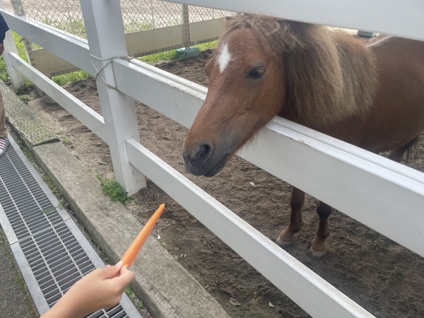 馬がやって来る!
