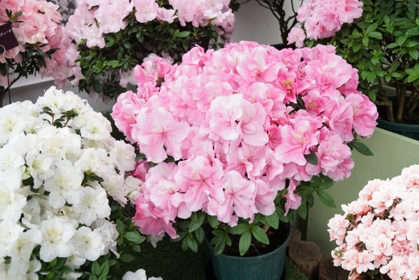 フライト・フローラ