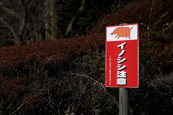 イノシシ
