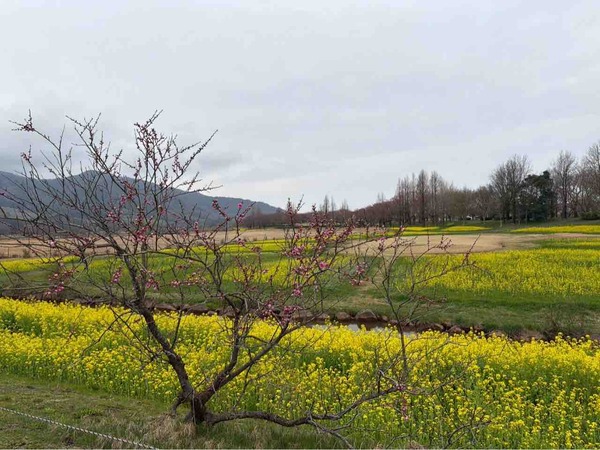 上堰潟公園 菜の花