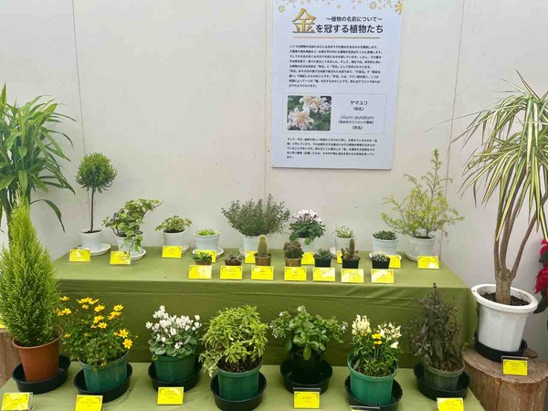 新潟県立植物園 クリスマス展