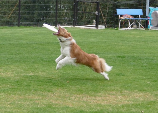 2025 ドッグスポーツフェスティバルNIIGATA