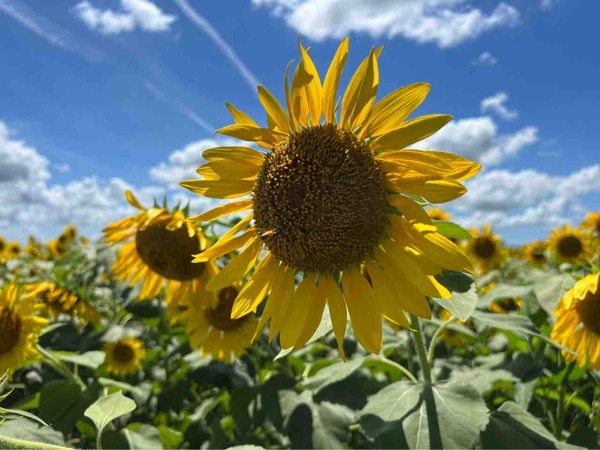 Sun Flower Fes2025