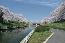 桜遊歩道