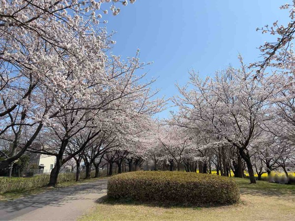 上堰潟桜まつり2025
