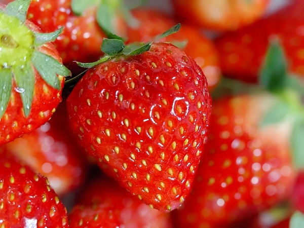 総数2.5億票！『越後姫』が上位にランクイン！『いちご戦国時代総選挙2026』結果発表！