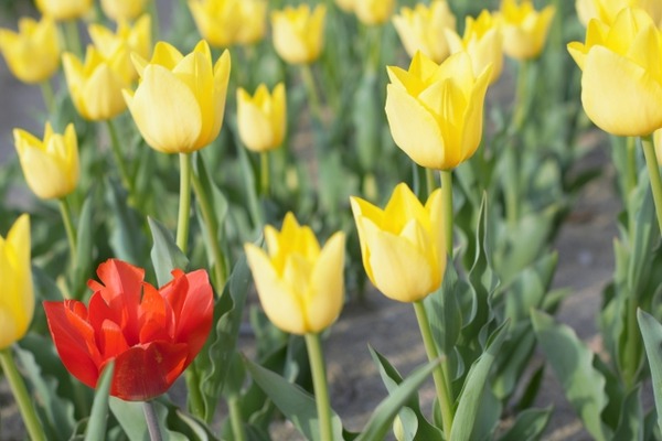 フライト・フローラ