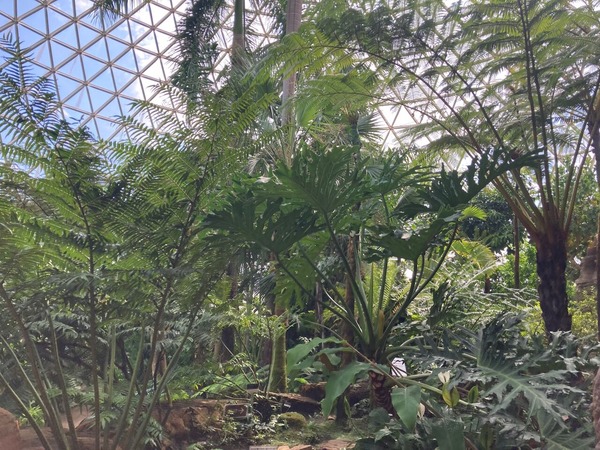 植物園サマーフェスタ