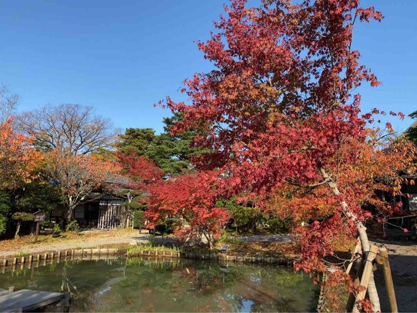 北方文化博物館 紅葉