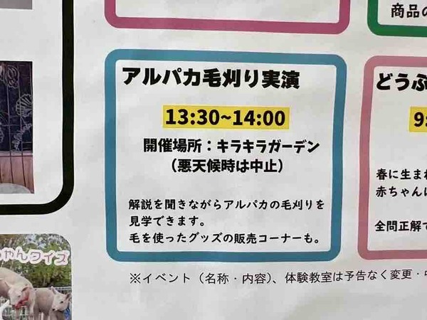アルパカ毛刈り実演