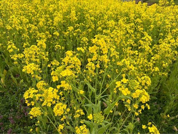 上堰潟公園 菜の花