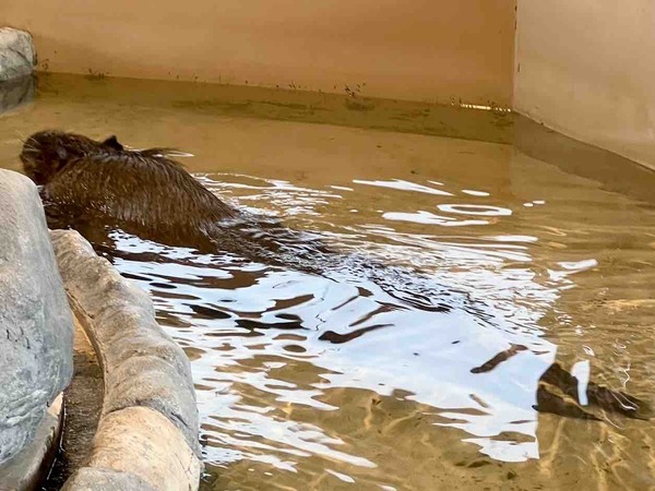 カピバラゆず湯 いくとぴあ