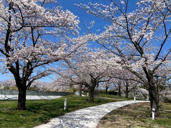 白山神社・りゅーとぴあ 桜