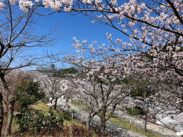 白山神社・りゅーとぴあ 桜