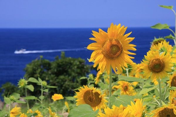 08 尖閣湾のひまわり