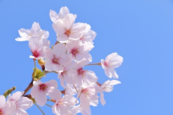 島見緑地 桜まつり
