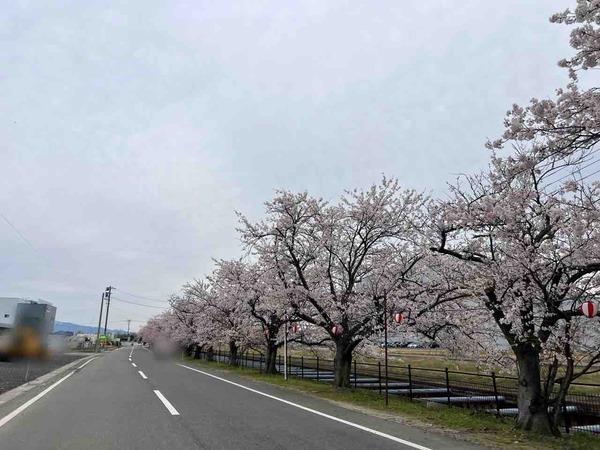 すごぼり桜まつりマルシェ