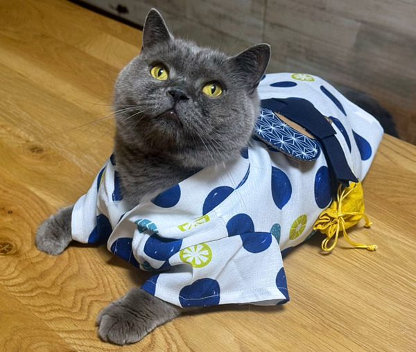 わんにゃん夜ふかし縁日～Presented by にいがた犬の陣×猫の陣