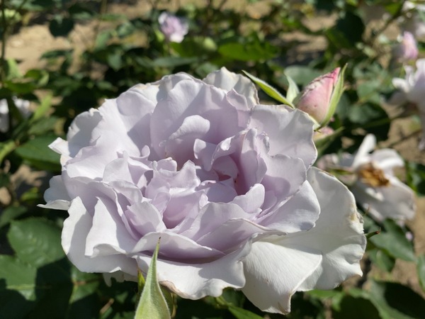 cc2e0bf244efa17233097102ac53f0534_26849489_200529_0016