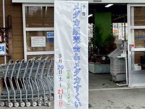 メダカ販売会&メダカすくい