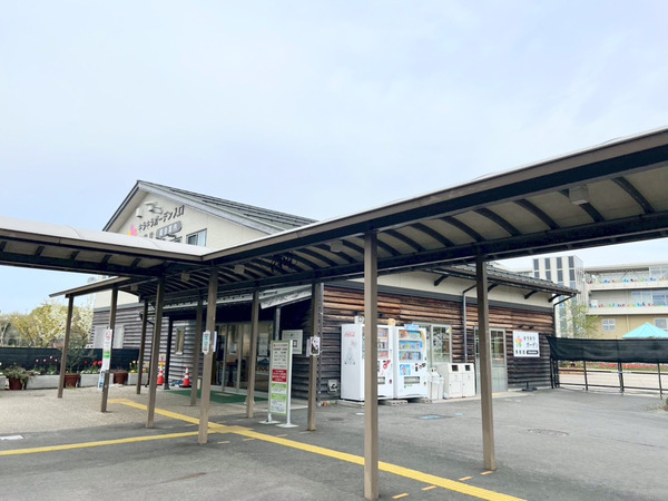 アルパカ毛刈り実演