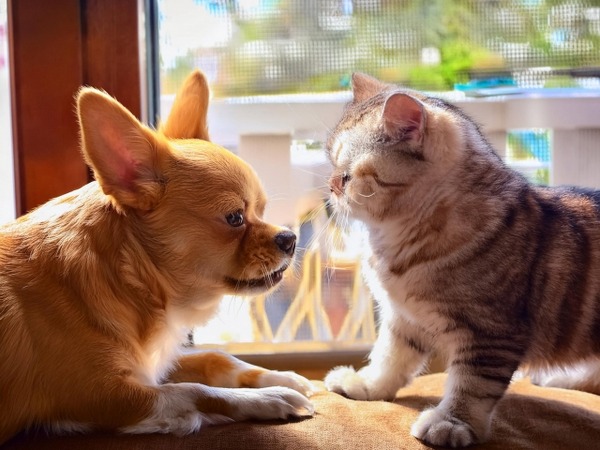 にいがた犬の陣 × 猫の陣 2026春