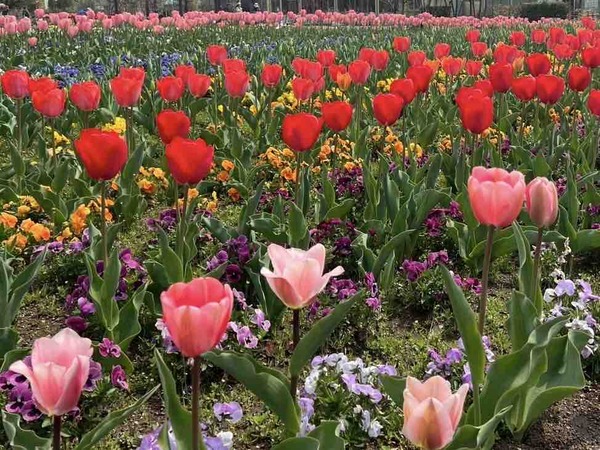 新潟市 イベント 4月