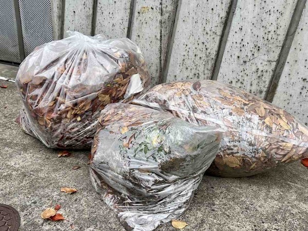 白山公園駐車場 落ち葉プレゼント