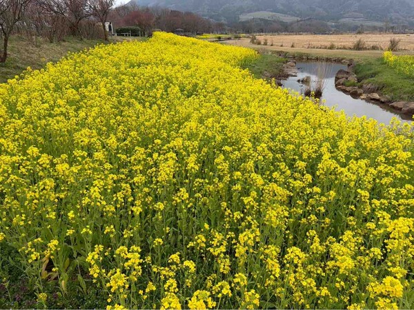 上堰潟公園 菜の花