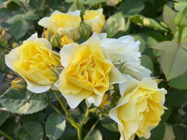 cc2e0bf244efa17233097102ac53f0534_26849489_200529_0019