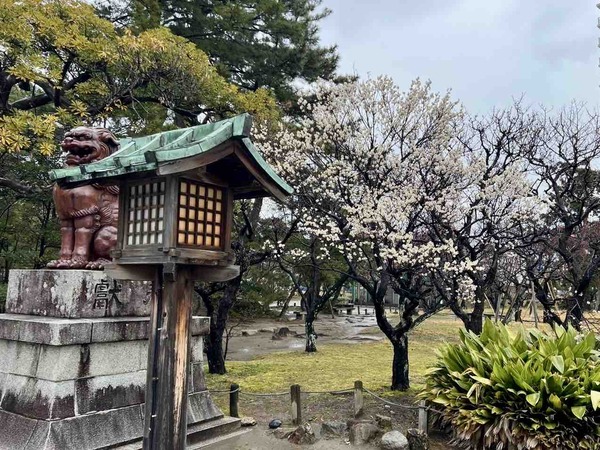 白山神社 梅の花
