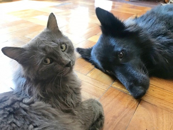 犬・猫好きさん『大かま』へ！ペット用品も大集合！『大かま』で『にいがた犬の陣 × 猫の陣 2026春』開催！5月9日、10日。