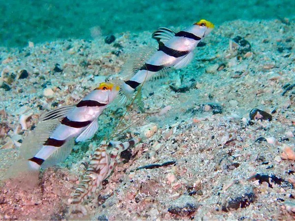 水の中の生き物の社会・知性・脳の話