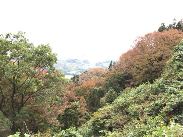紅葉スポット2024 新潟市 角田山