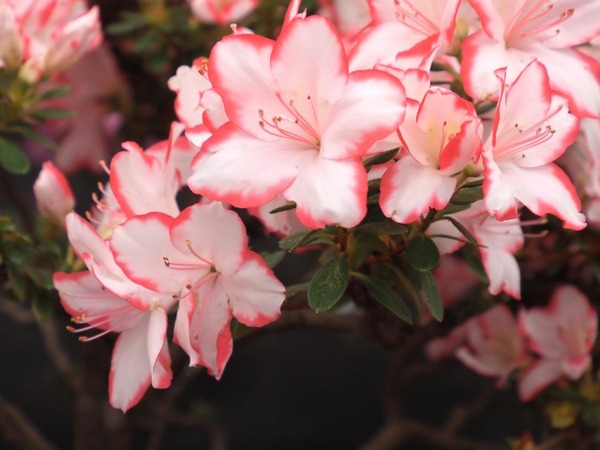 フライト・フローラ