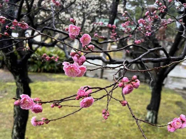 白山神社 梅の花